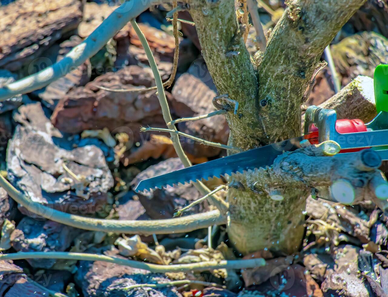 Close-up of saw used to trim Hibiscus syriacus bush. Trimmed branch in the sun. photo
