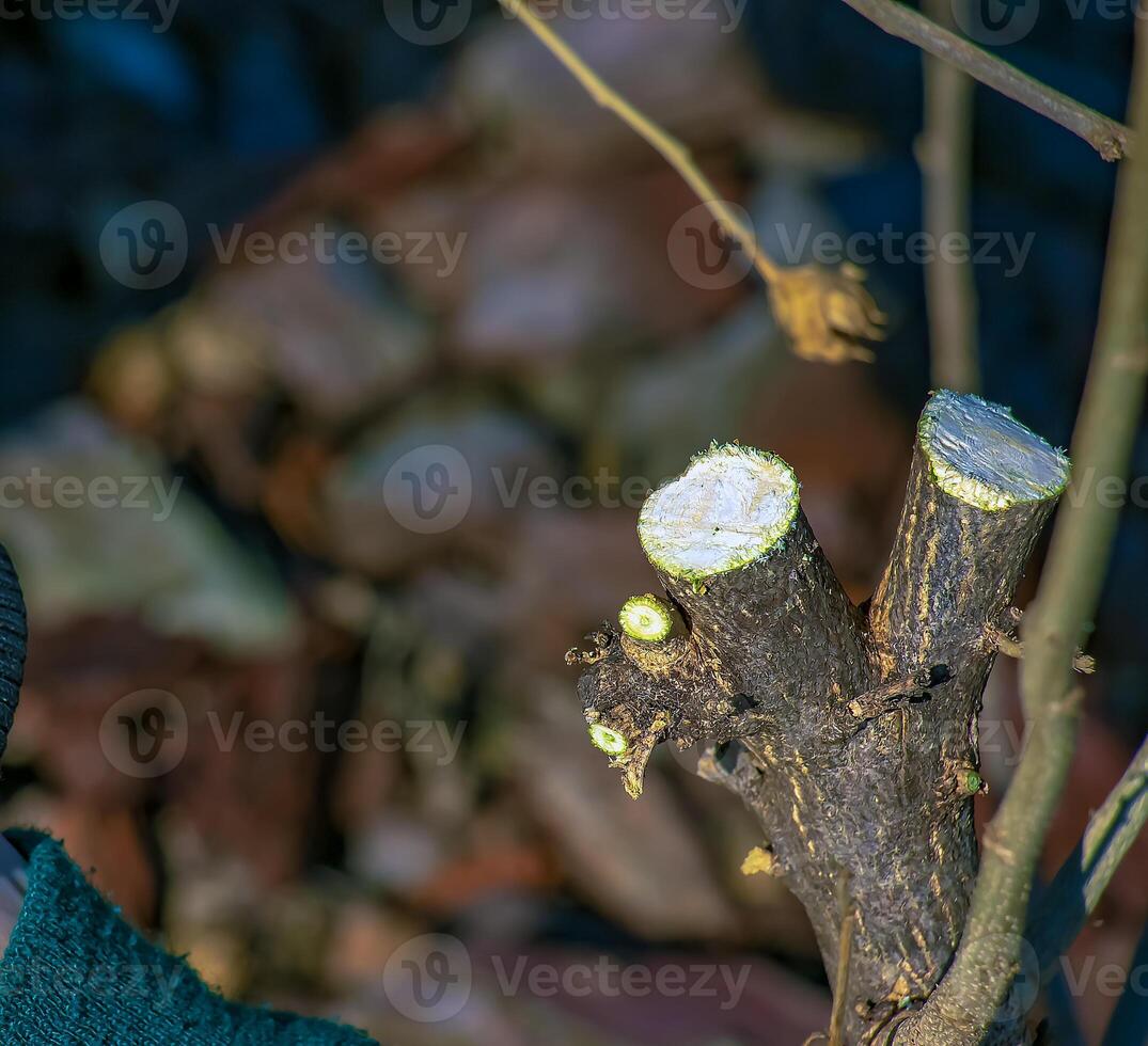 Wound of sawn branch fruit tree trunk. Seasonal sanitary pruning and rejuvenating of orchard trees photo