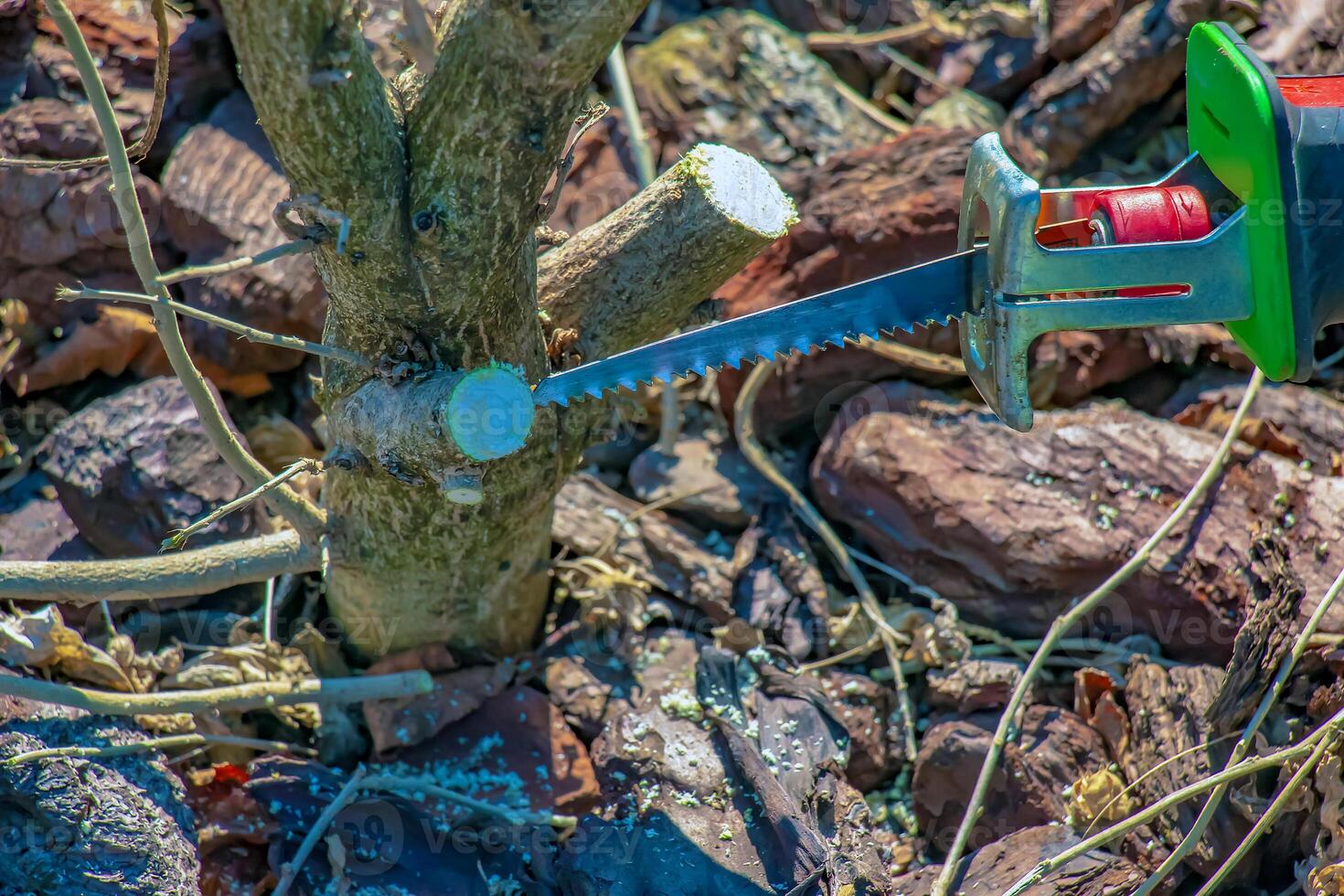 Close-up of saw used to trim Hibiscus syriacus bush. Trimmed branch in sun. photo