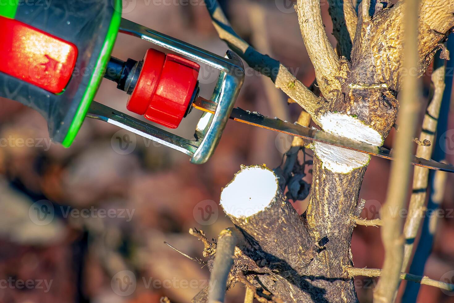 Close-up of pruning a hibiscus syriacus bush with a mini electric saw. The pruned branch is in the sun. photo