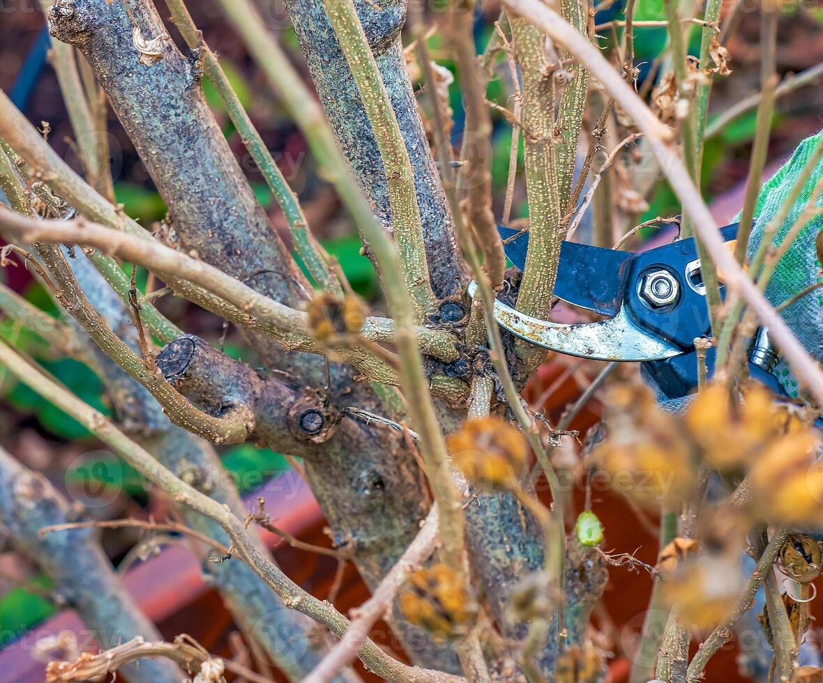 Pruning tree branches with scissors. Gardener trimming old tree branches with hand pruners. photo