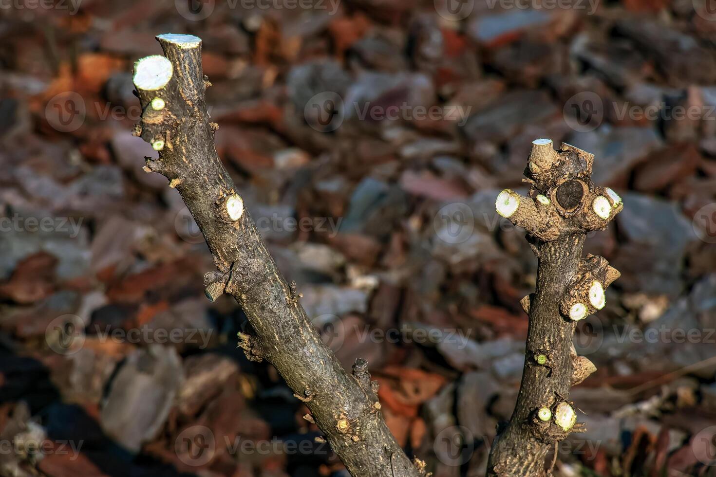 Close-up of cut branches of Hibiscus syriacus in early spring in a garden with a blurred background. photo