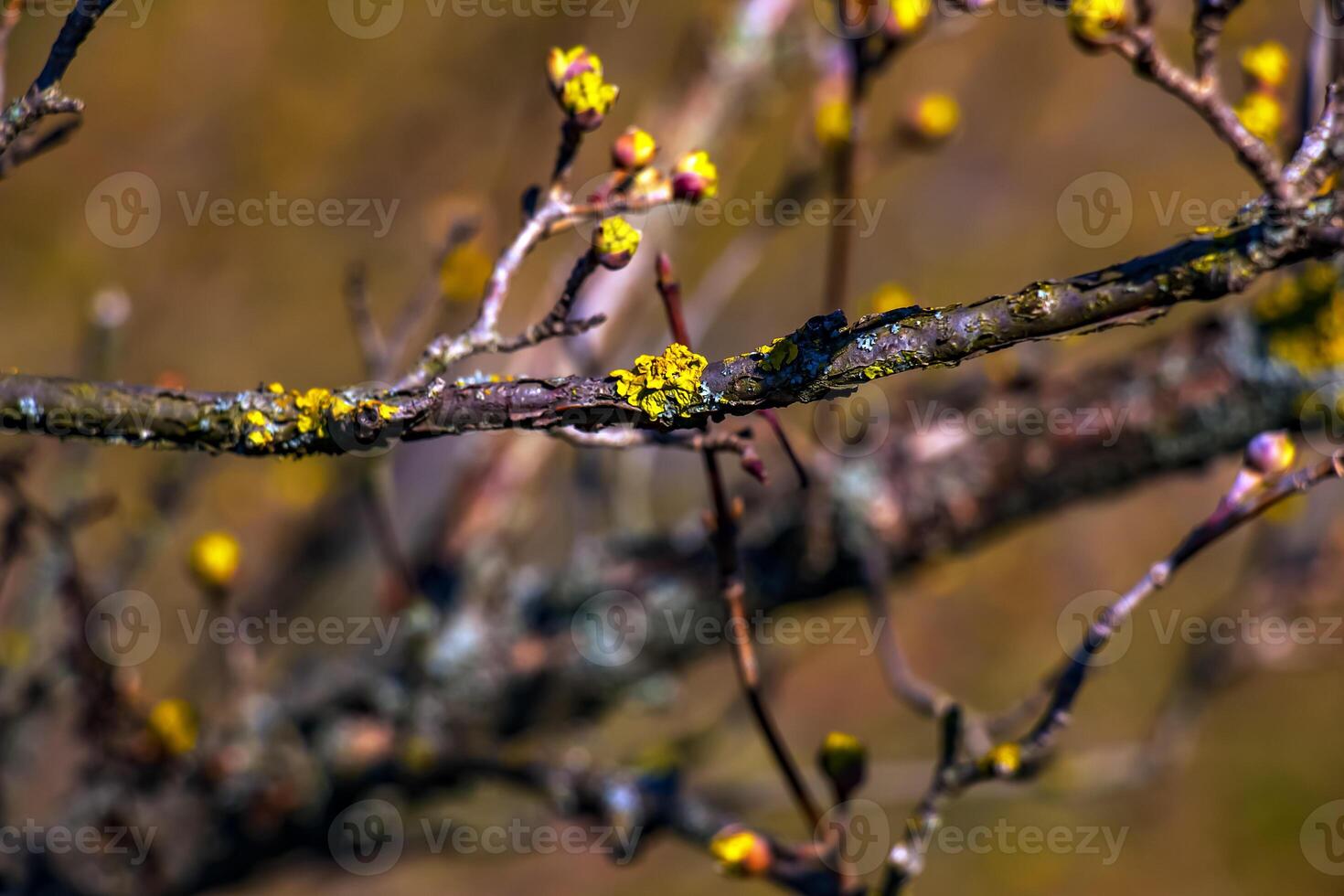 Branches with flowers of male dogwood Cornus mas in early spring on a blurred background. Buds. photo