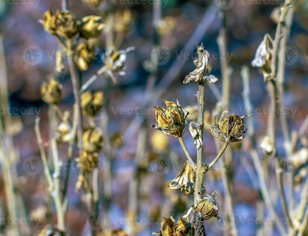 Close-up of Hibiscus syriacus in early spring against a blurred background. A species of flowering plant in the Malvaceae family photo