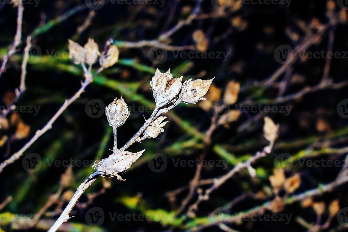 Close-up of Hibiscus syriacus in early spring against a dark background. photo