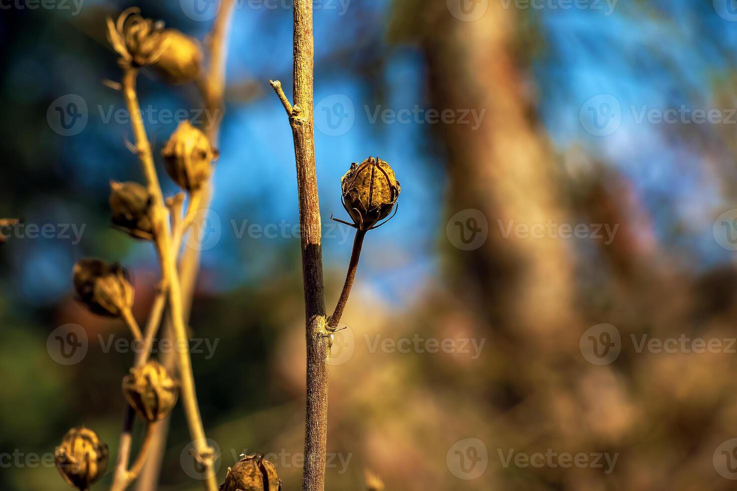 Close-up of Hibiscus syriacus in early spring against the sky. photo