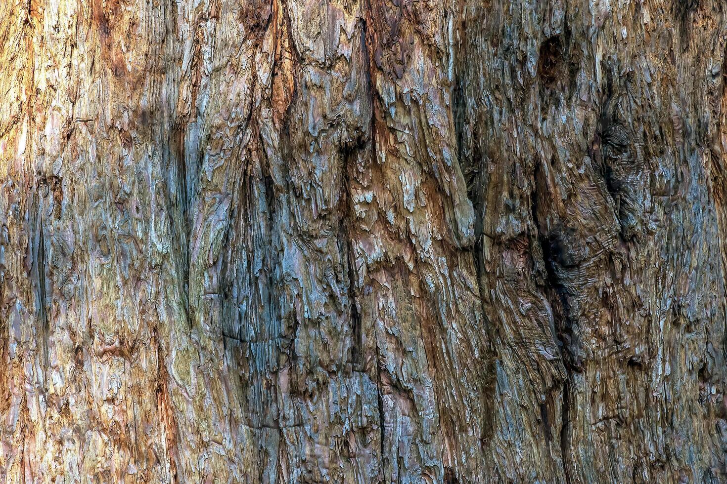 A close-up of a redwood tree's trunk and bark, showing its rich wood texture. Evidence of the tree's age and resilience. photo