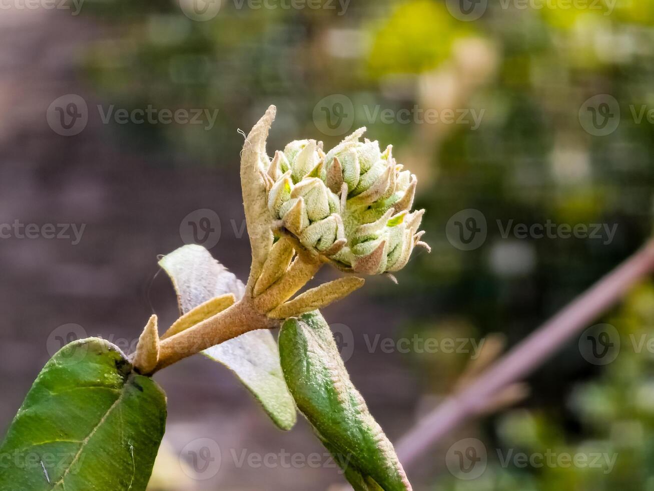 Flower buds of Viburnum rhytidophyllum in early spring in the garden. photo