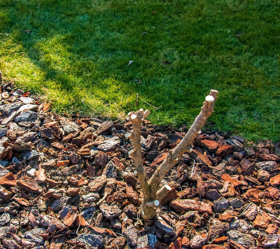 Close-up of pruned branches of Hibiscus syriacus in early spring in a garden against a background of fallen leaves. photo