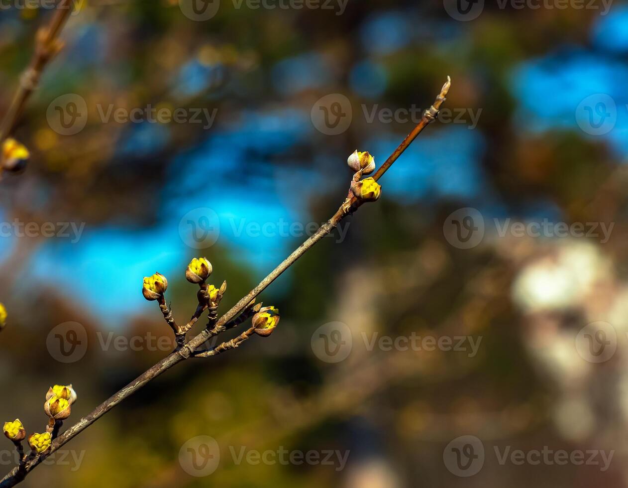 Branches with flowers of male dogwood Cornus mas in early spring. Flowers of early spring in their natural habitat photo