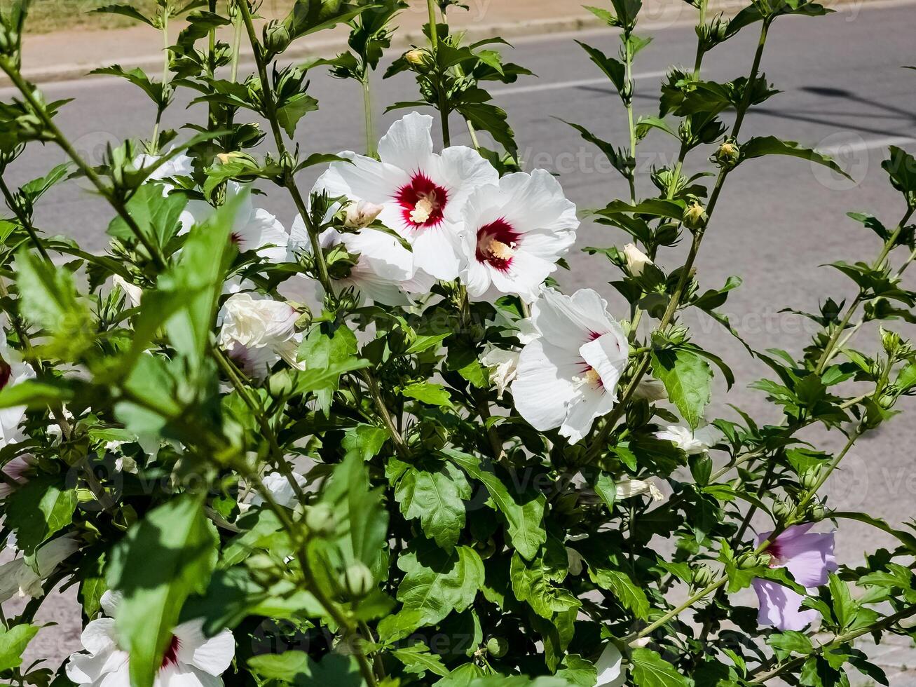 Hibiscus syriacus, with red eye and foliage against city streets. photo