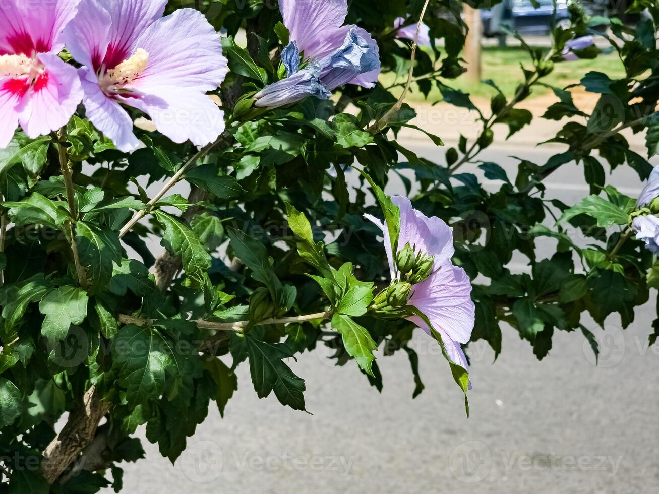 Elegant lilac Hibiscus syriacus flowers and foliage on nature background photo