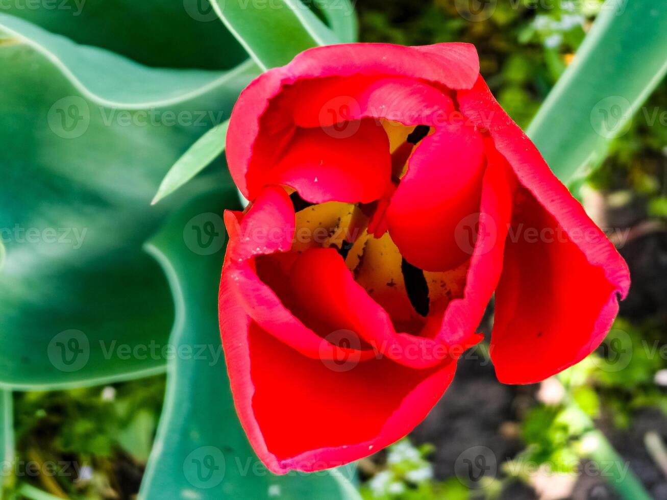 Close-up of red Tulipa inside blooming in park in spring. photo