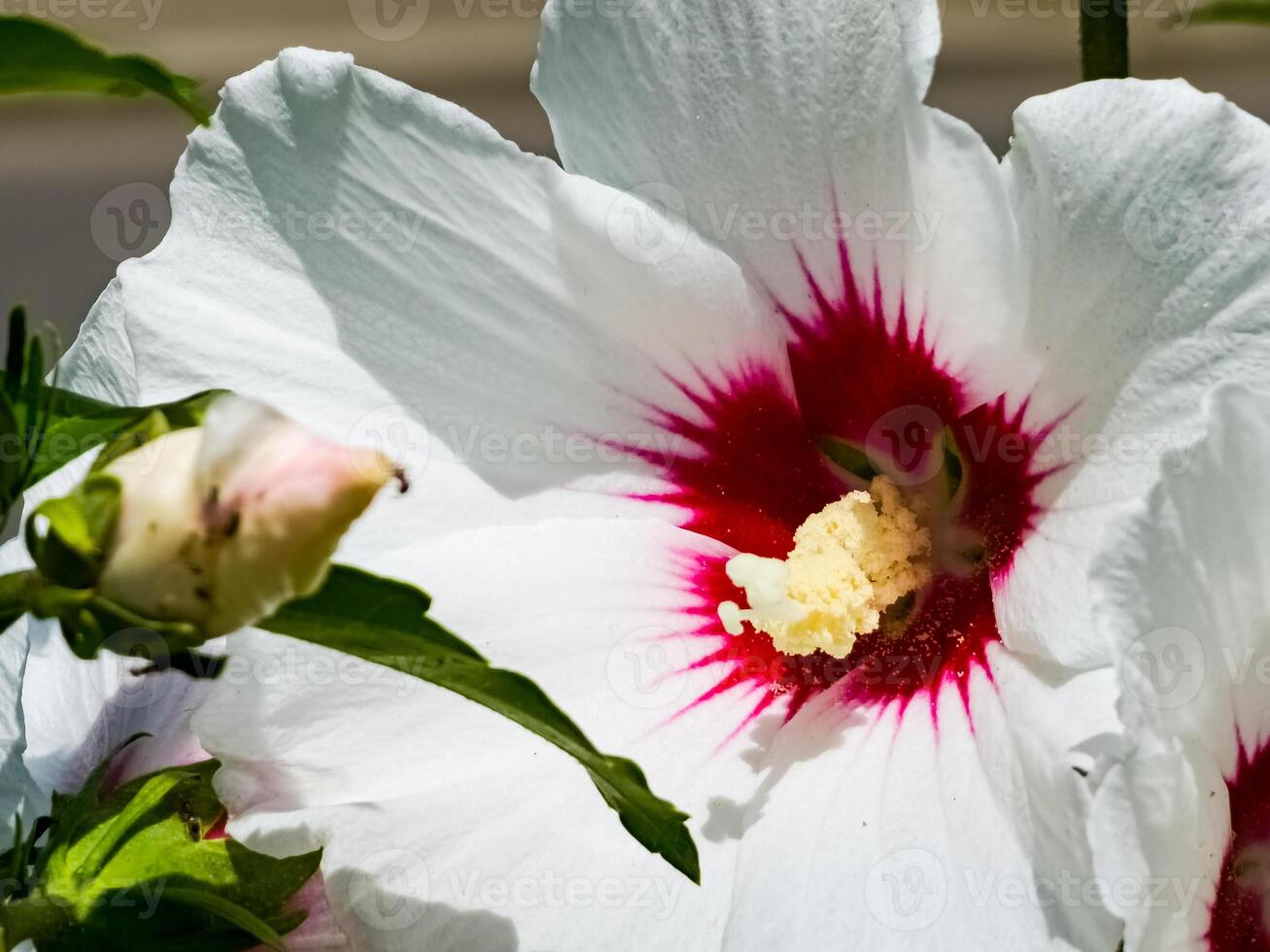 Close-up of buds and white flowers of Hibiscus syriacus with a raspberry center photo