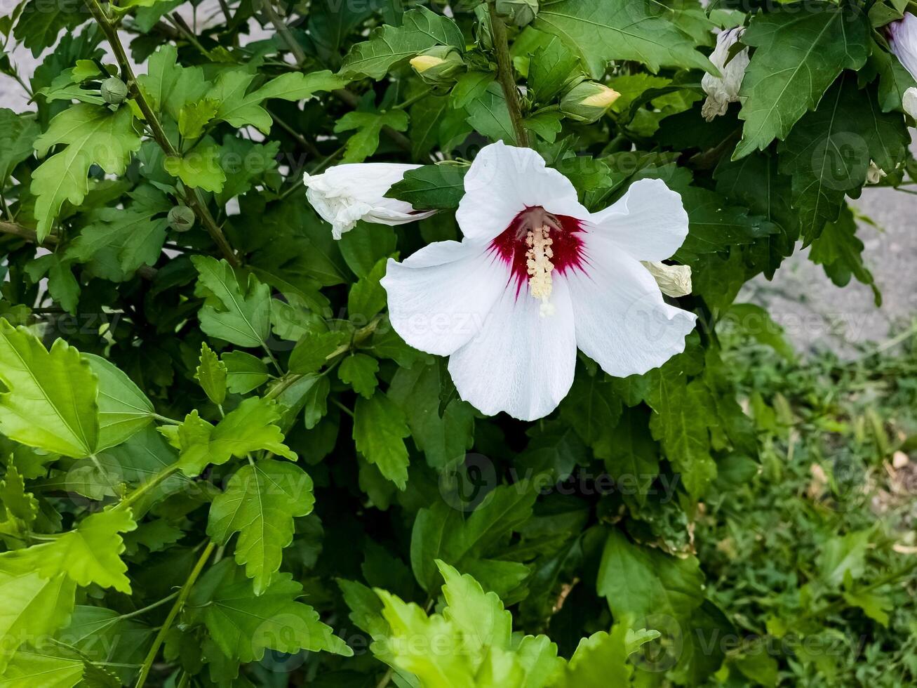 View of white Hibiscus syriacus inflorescences with raspberry-colored center and buds photo