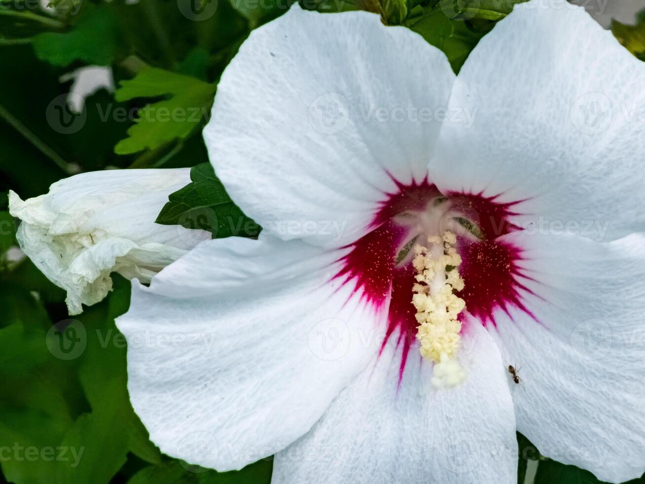 Close-up of white Hibiscus syriacus flowers with raspberry center photo