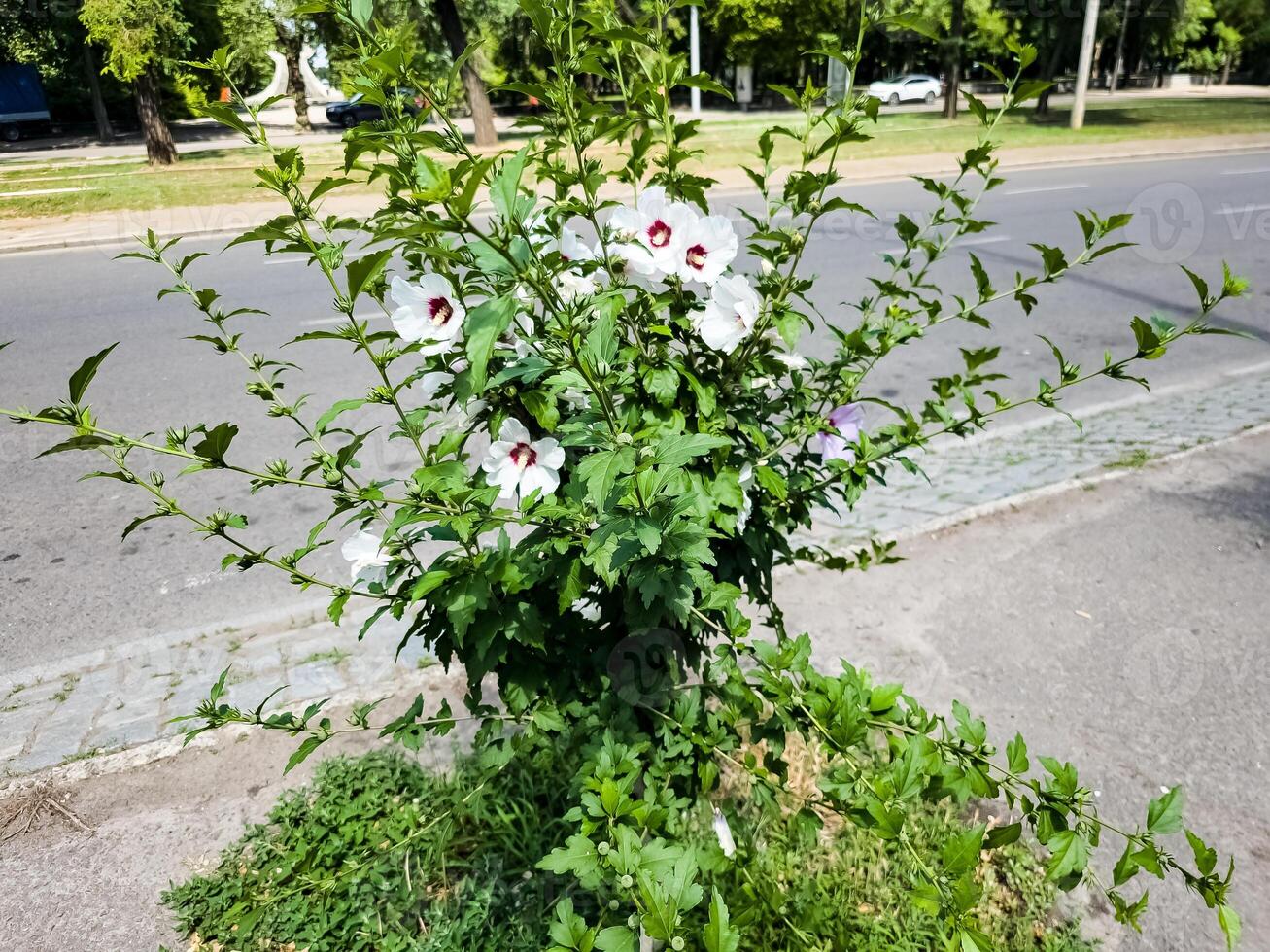 Hibiscus syriacus Red Heart or Rose of Sharon. A hardy flowering deciduous shrub that grows as small ornamental tree photo