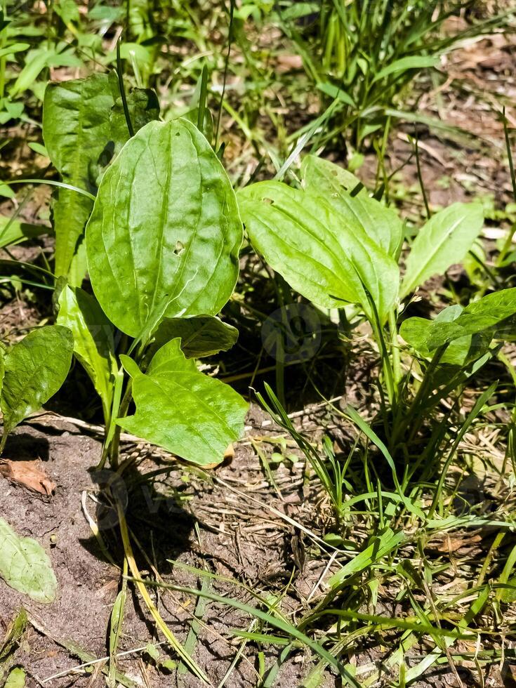 Close-up of Broadleaf Plantain Plantago major growing in grass, with large oval ribbed leaves. Vertical photo