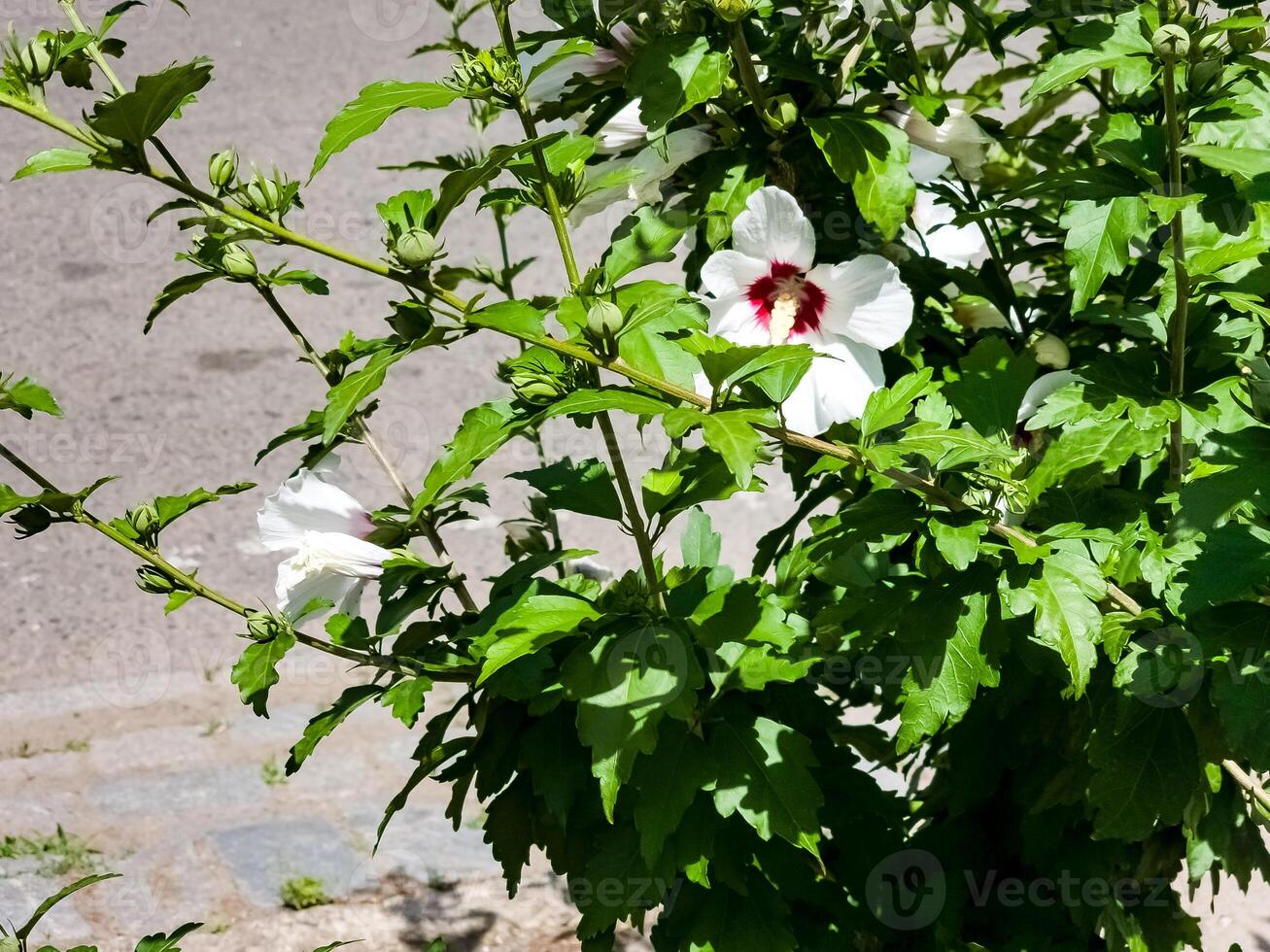 General view of white Hibiscus syriacus inflorescences with raspberry-colored center and buds photo