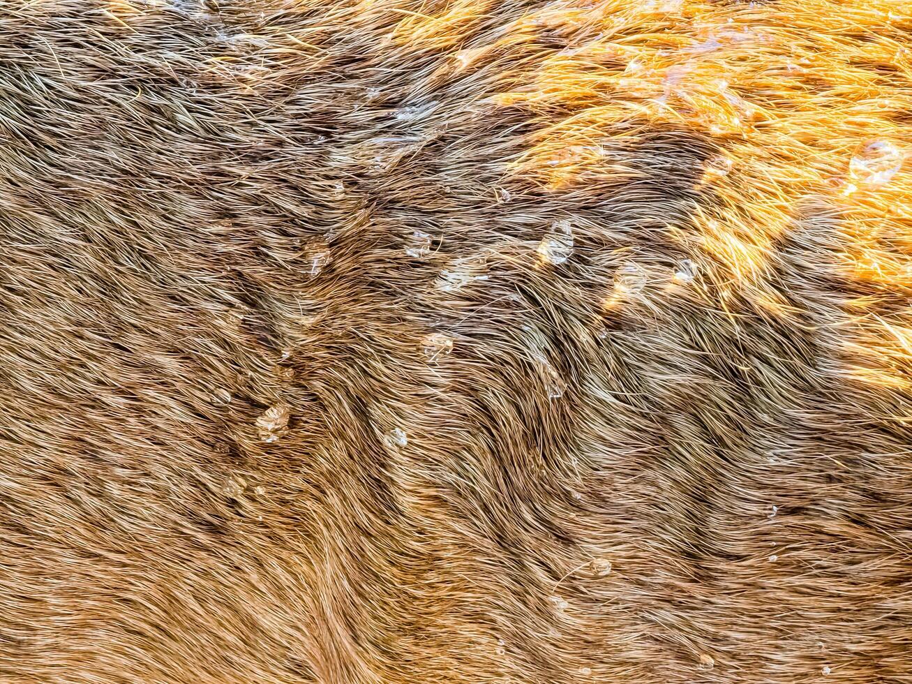 Real dog skin or red fur texture background. Water drops in sun on dog fur texture. photo