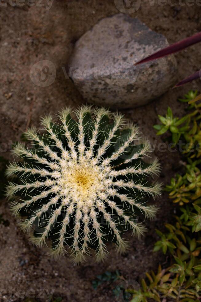 Top view of a unique cactus surrounded by greenery photo