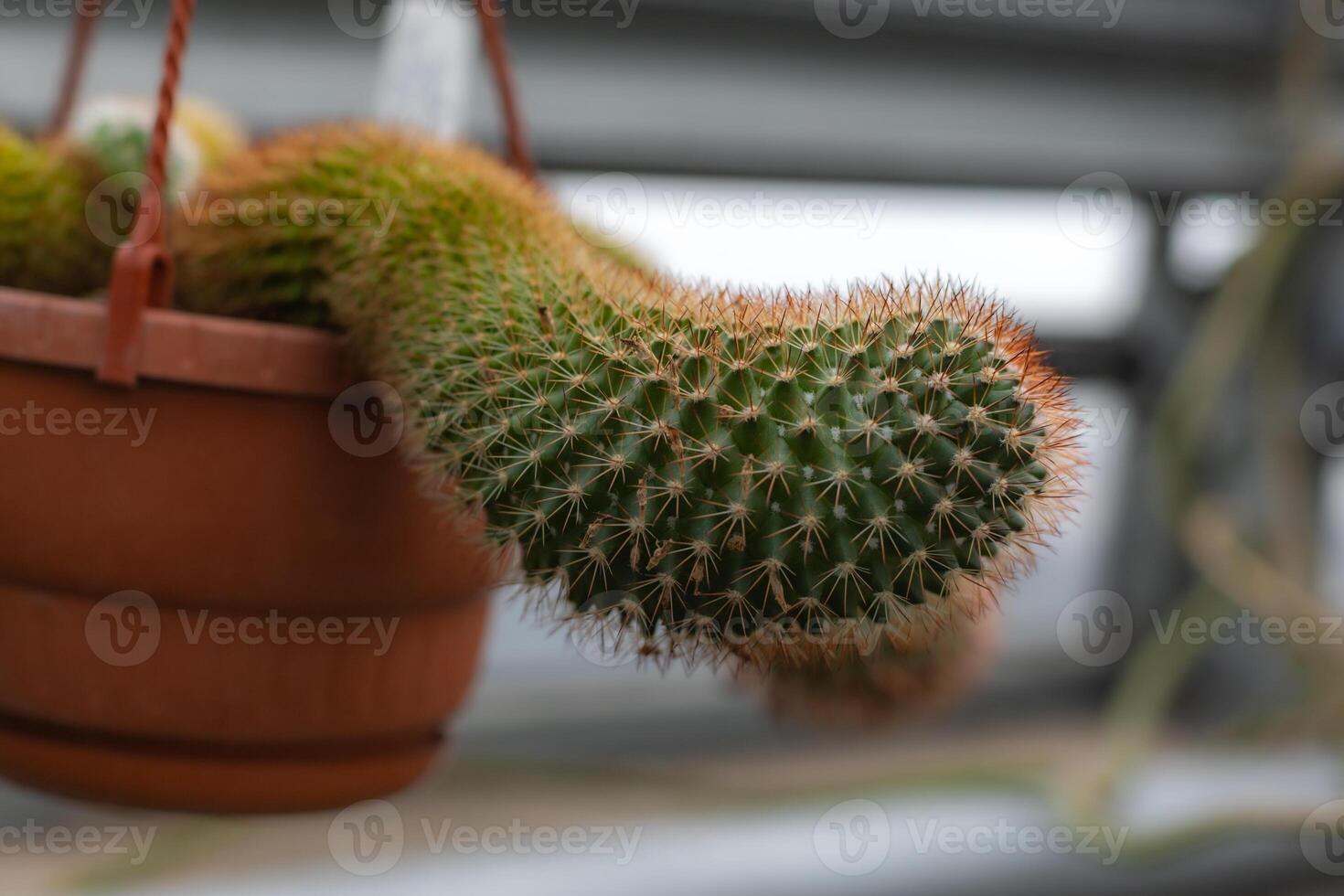 Unique hanging cactus in a terracotta pot photo