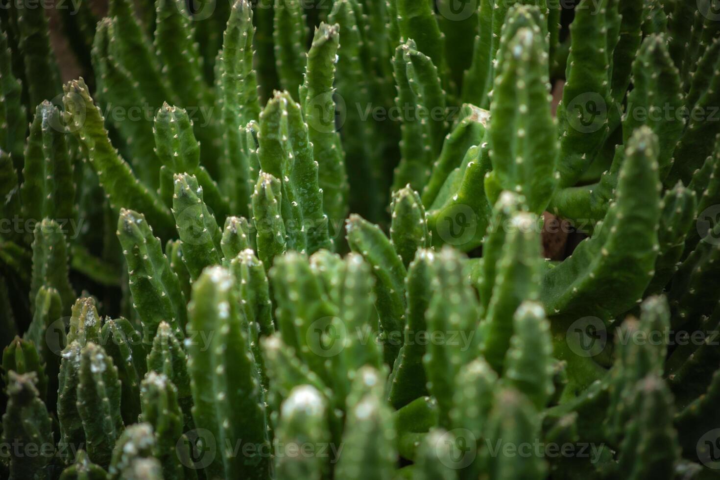 Close up of many vibrant green cactus plants photo