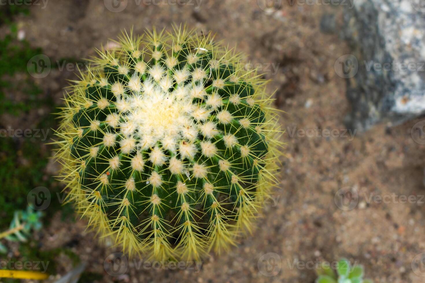 Top view of a spiky cactus in sand photo