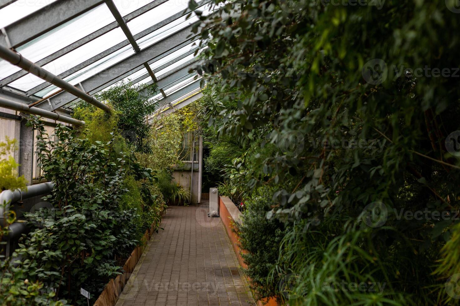 greenhouse inside the botanical garden with thriving plants photo