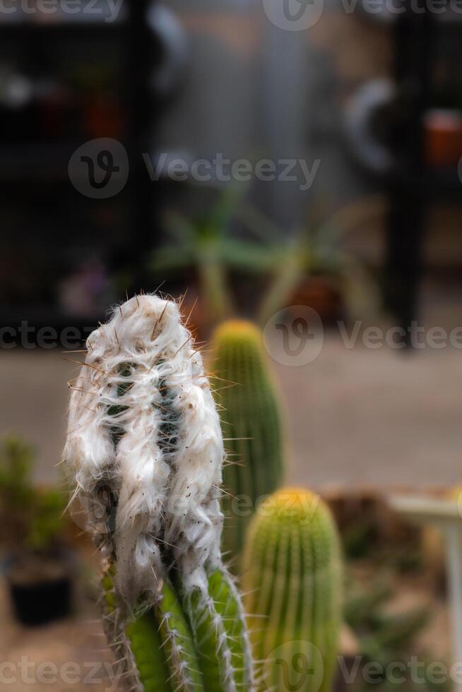 Close up of a cactus with fluffy appearance macro photo