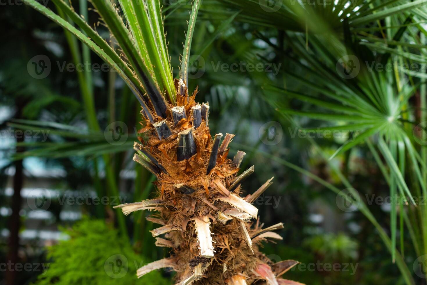Closeup of a tropical palm tree trunk photo