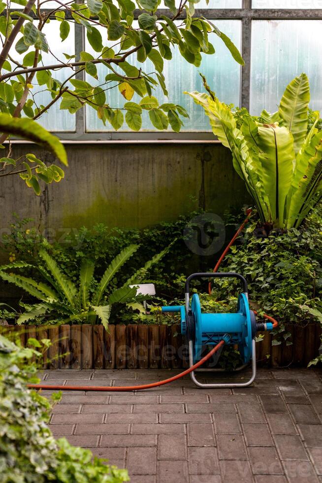 Garden hose reel in a greenhouse vertical photo