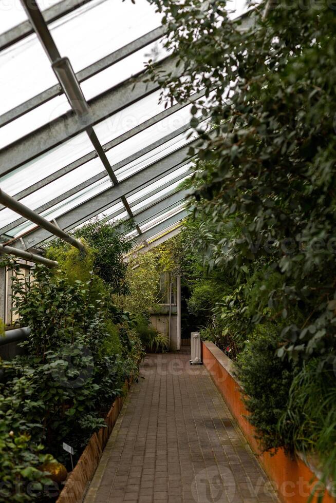 greenhouse inside the botanical garden with thriving plants vertical photo