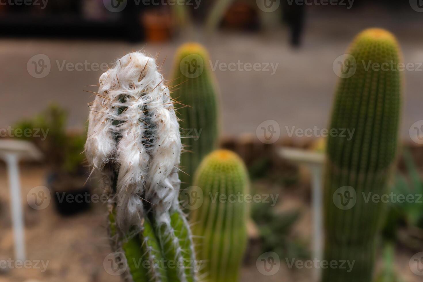 Closeup of a cactus with fluffy appearance photo