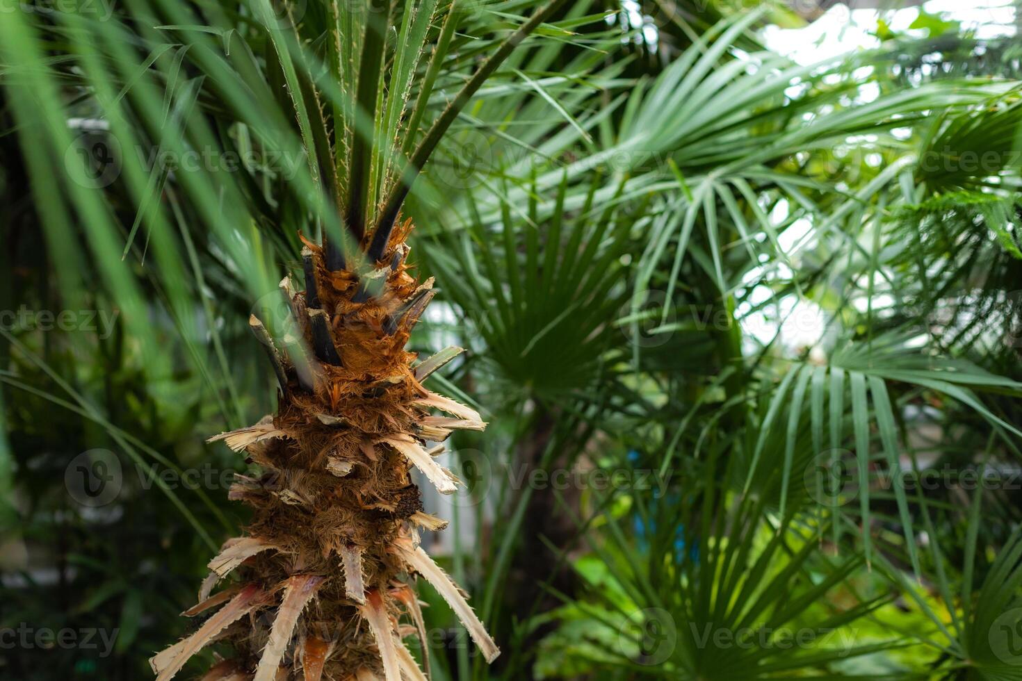 Close up of a tropical palm tree trunk indoor photo