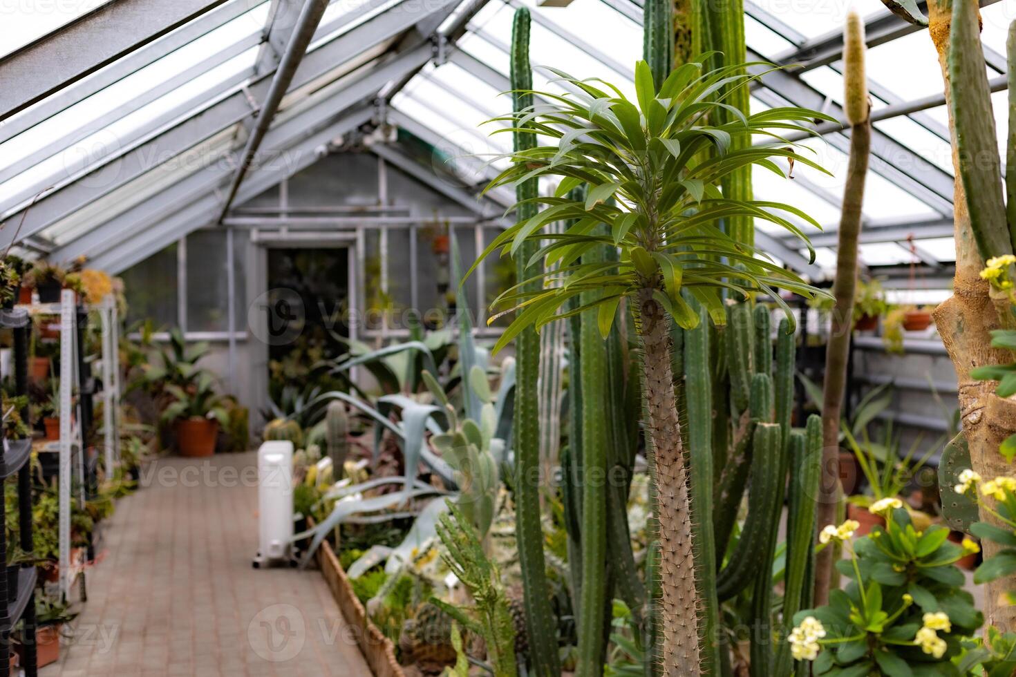 Greenhouse filled with diverse cacti and succulents photo