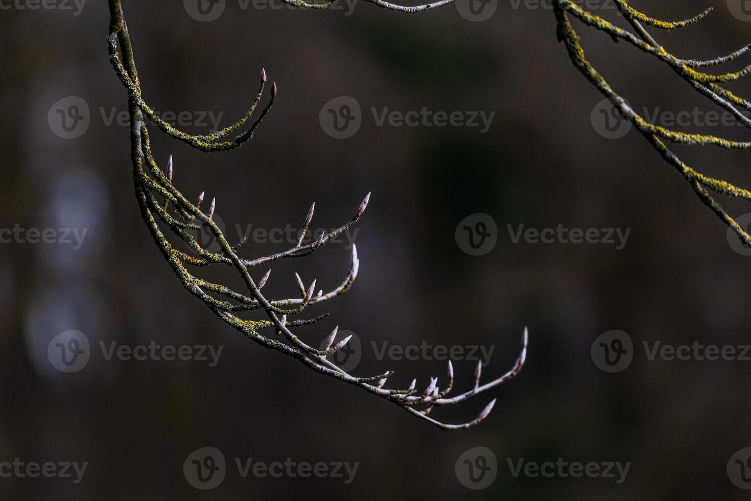 Tree Branch Bursting with Buds on the Brink of Bloom photo
