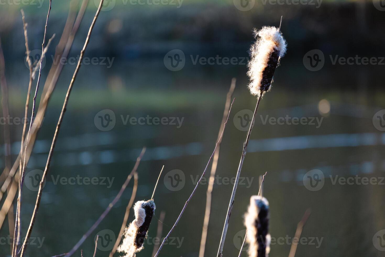 Rustic Cattails Framing a Calm Waterscape photo