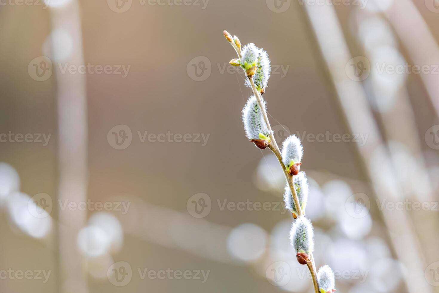 Delicate Willow Buds in Spring Awakening photo