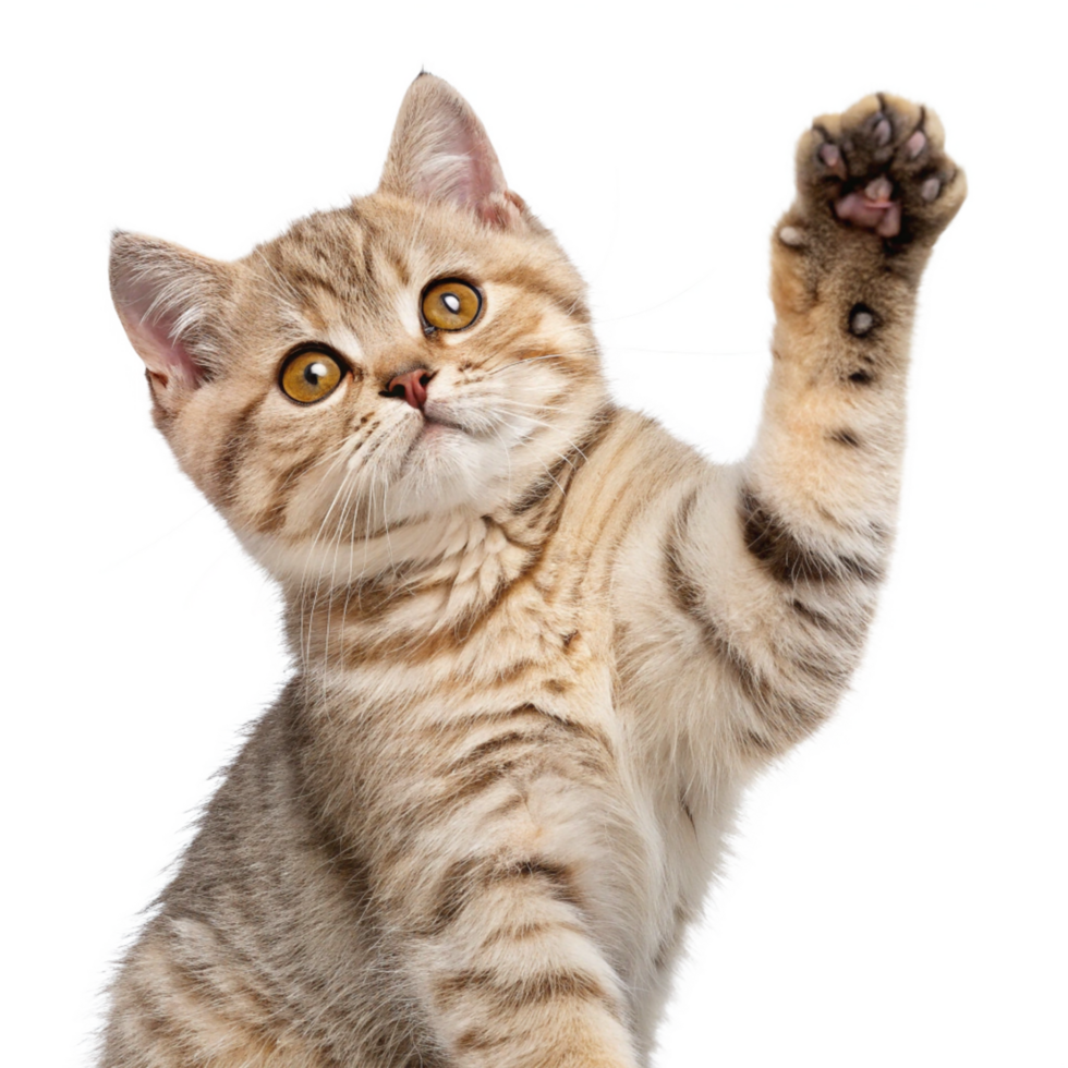 Adorable Kitten Raising Paw, Playful British Shorthair Cat, High-Resolution Image png