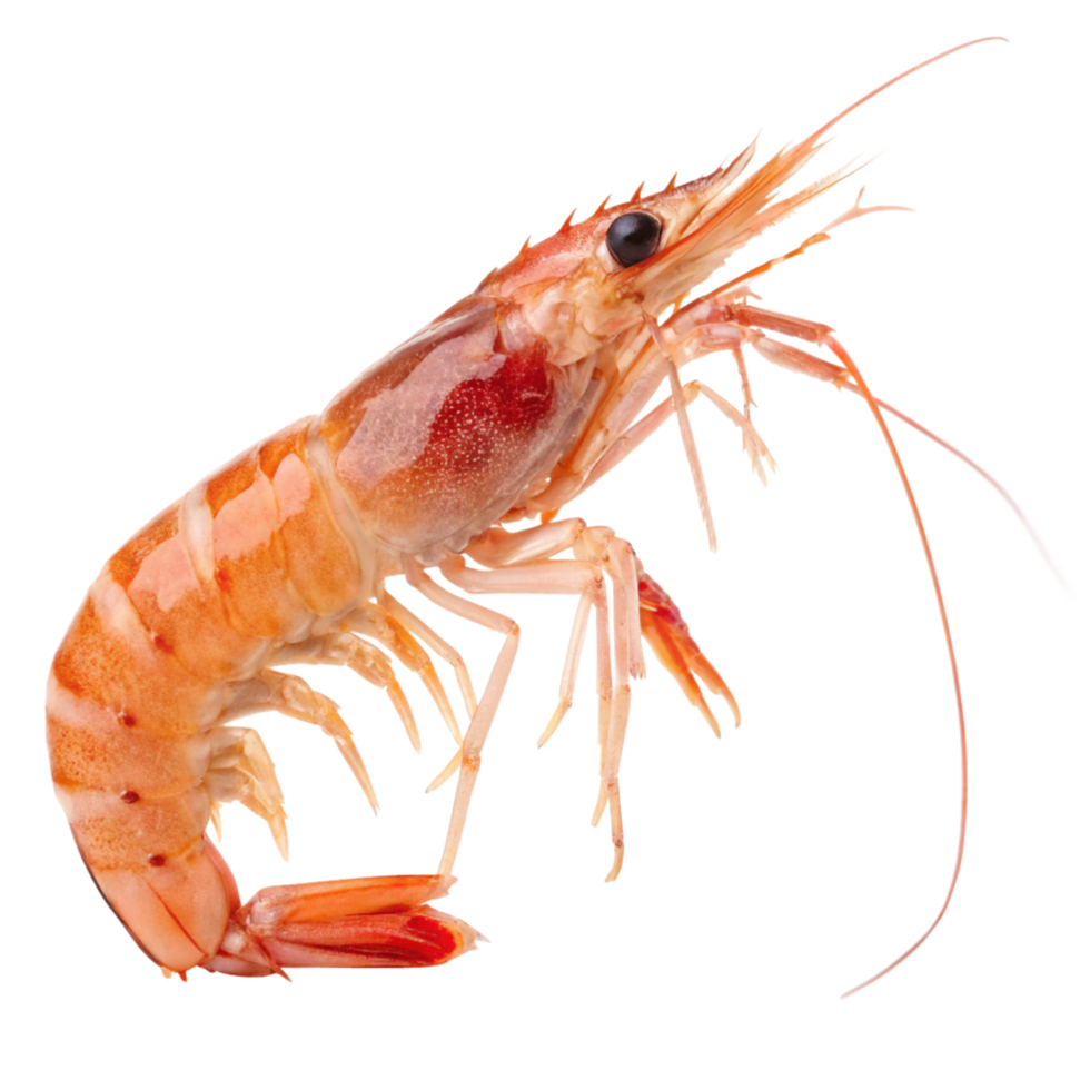 Delicious Cooked Shrimp High-Resolution Seafood Image for Menu, Website, and Cookbook png