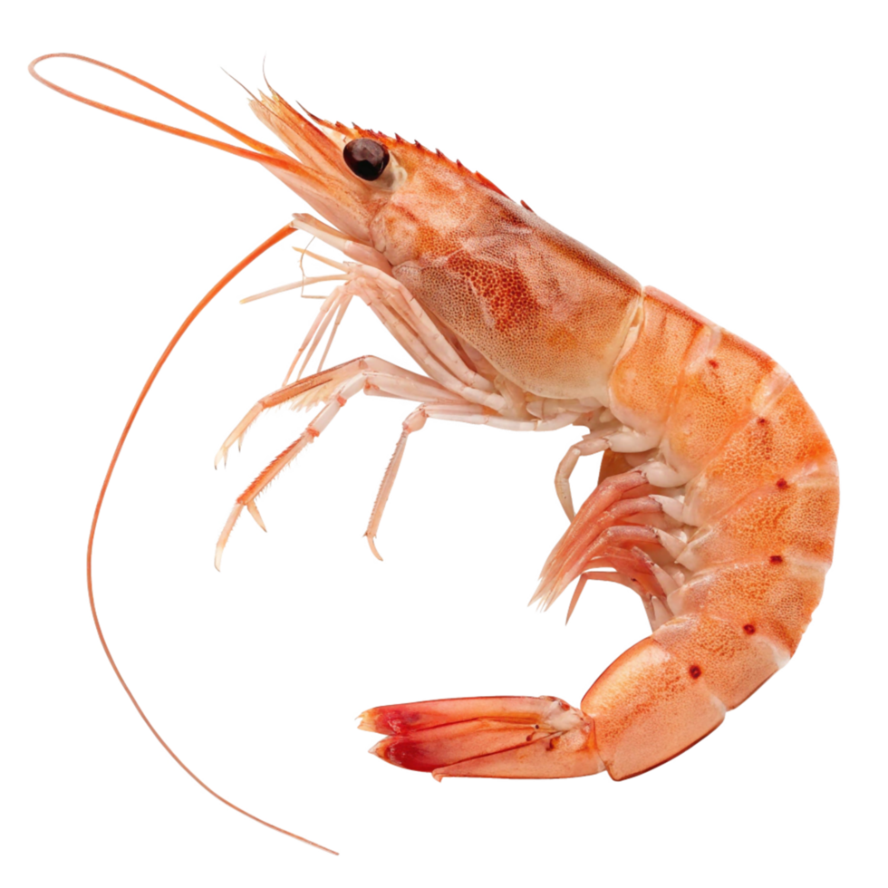 Fresh Cooked Shrimp, Isolated Seafood, Delicious Crustacean, High-Resolution Image png