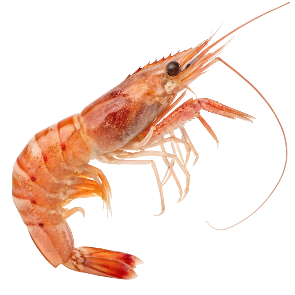 Fresh Cooked Shrimp Closeup High-Resolution Seafood Image for Menu Design png