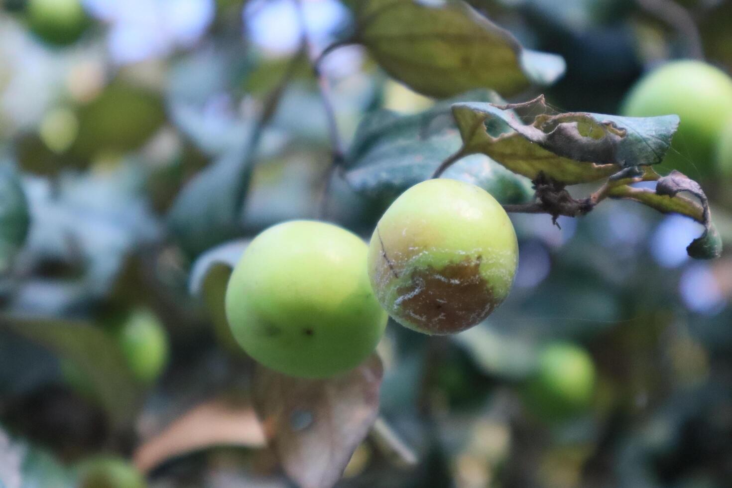 A close-up shot of an Indian jujube and green leaf photo