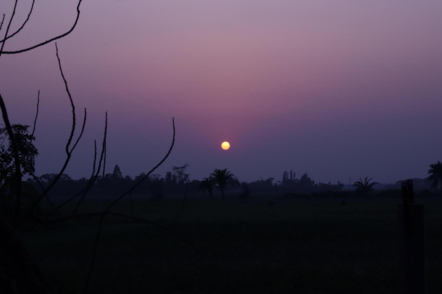 Alone tree on meadow at sunset with sun and mist photo