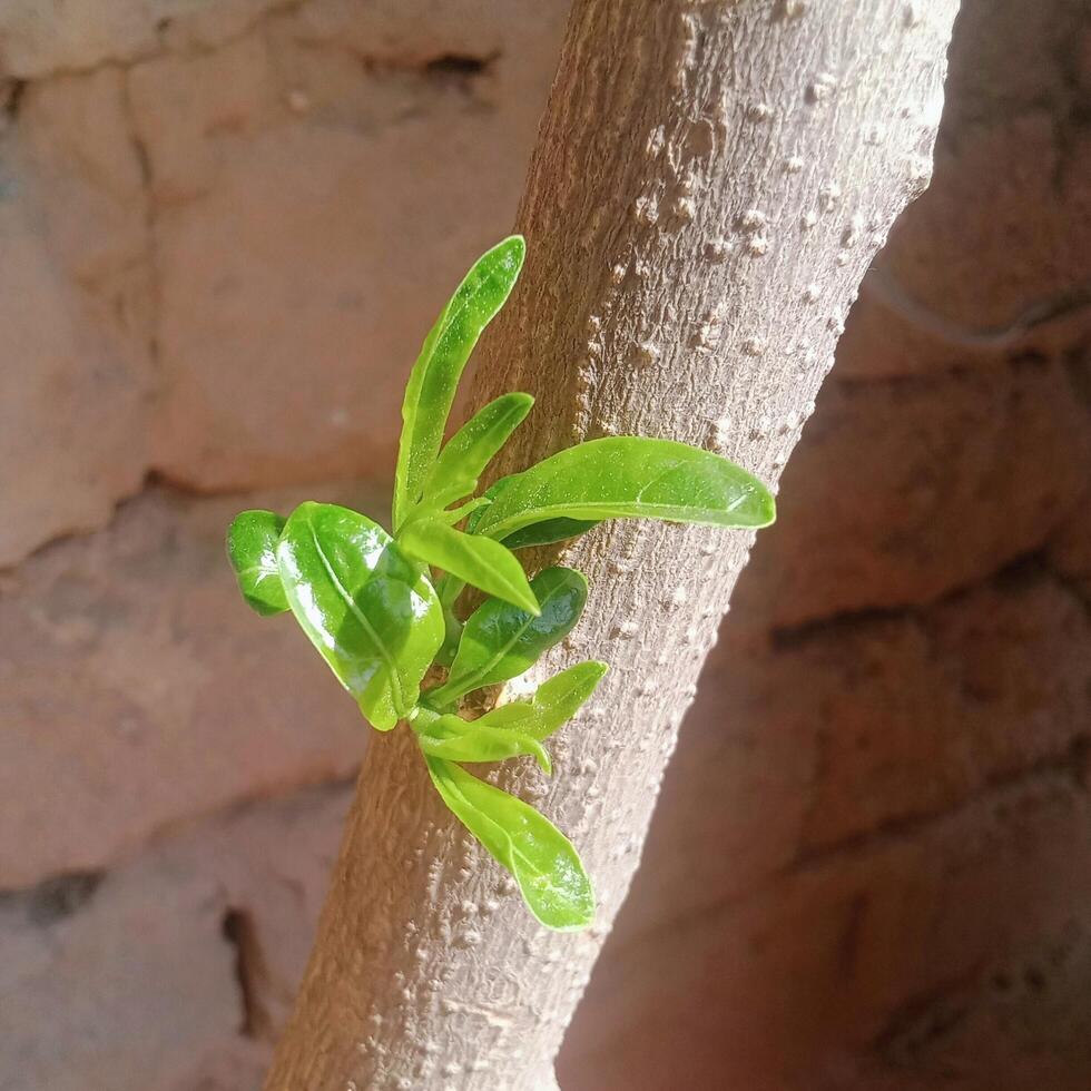 Fresh Green Leaves Growing on Tree Trunk in Sunlight Nature Growth and Renewal. photo