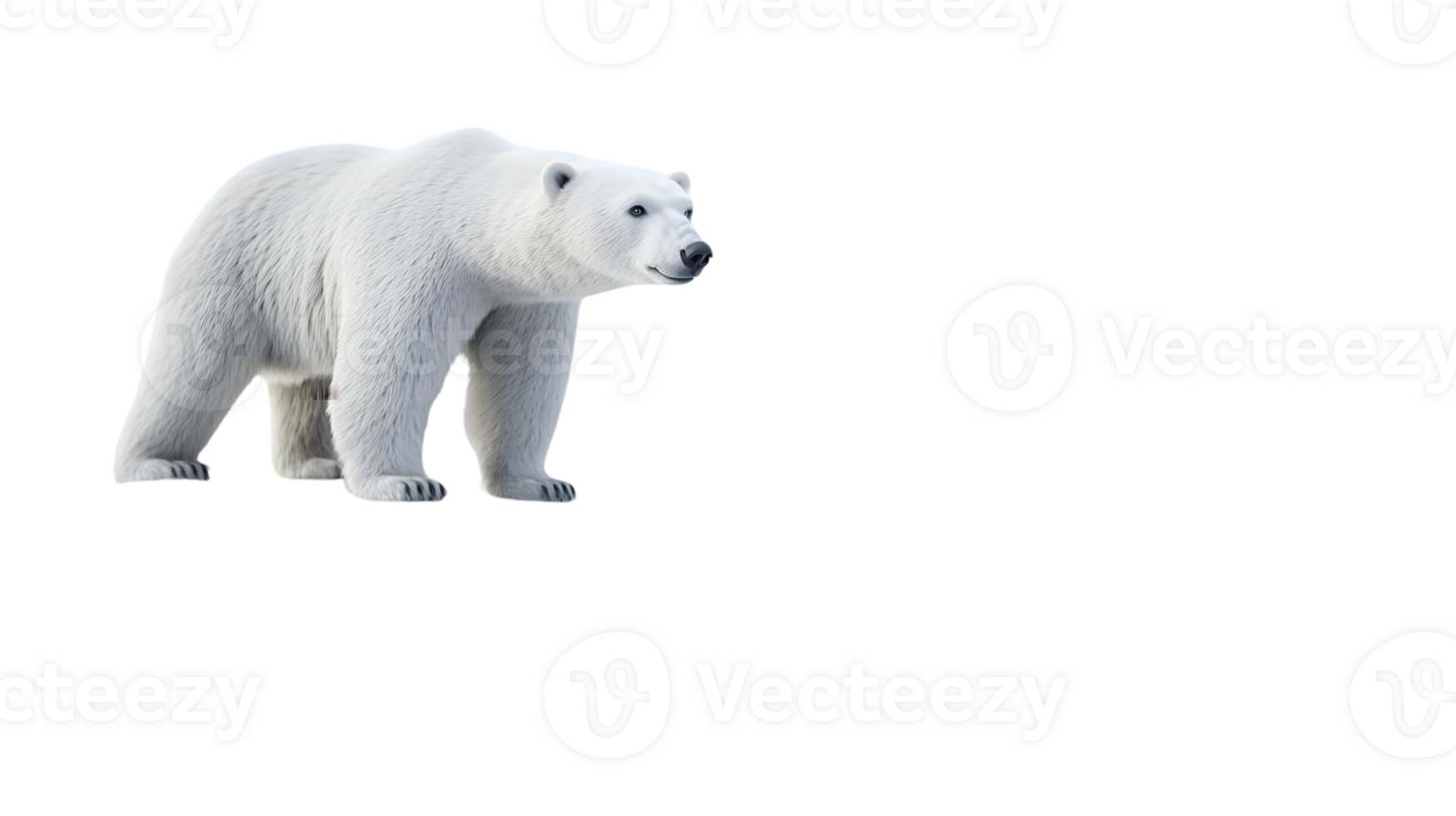Polar Bear Standing Arctic Animal Wildlife Photography png