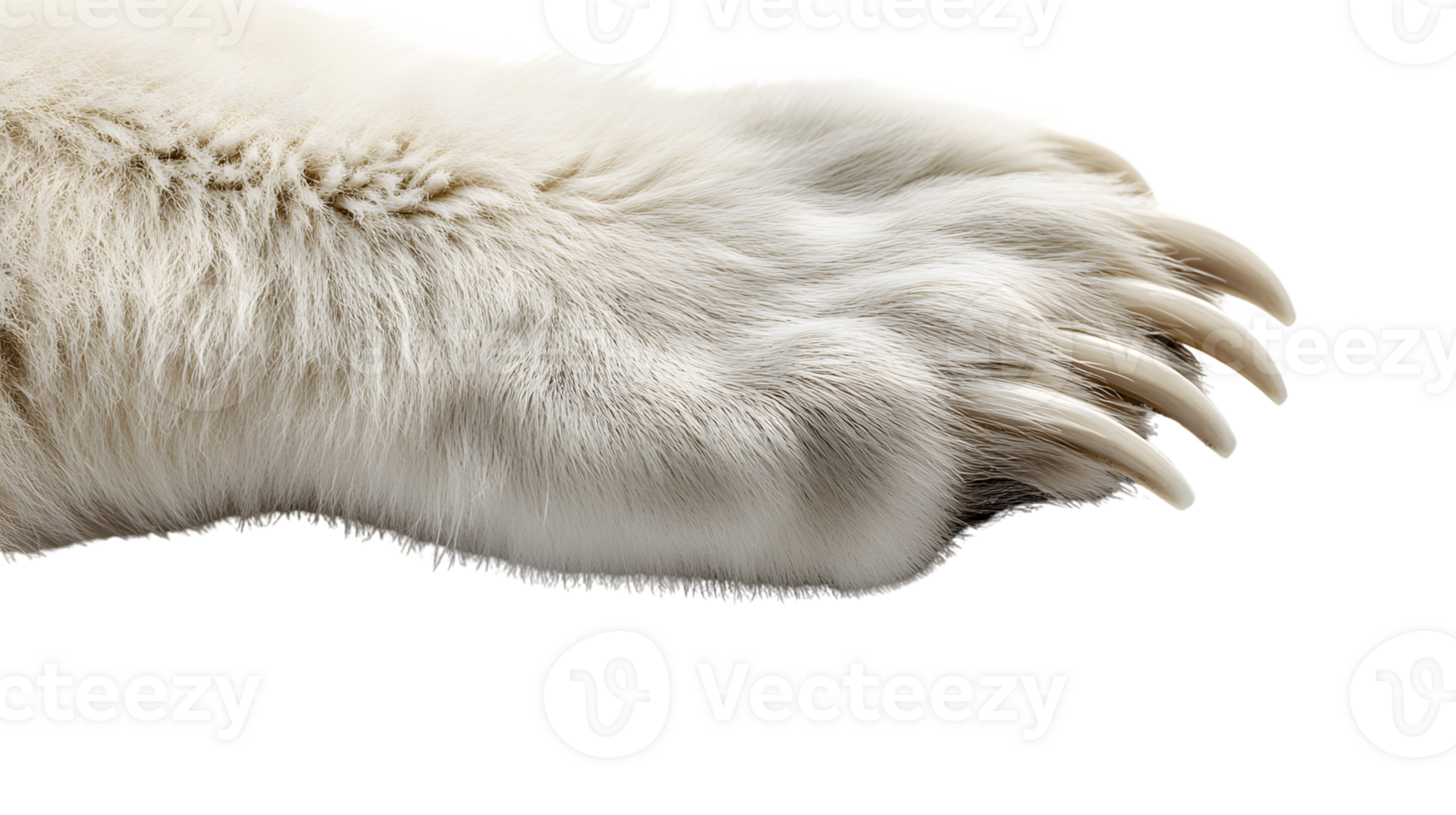 Closeup of a large white animal paw with claws png