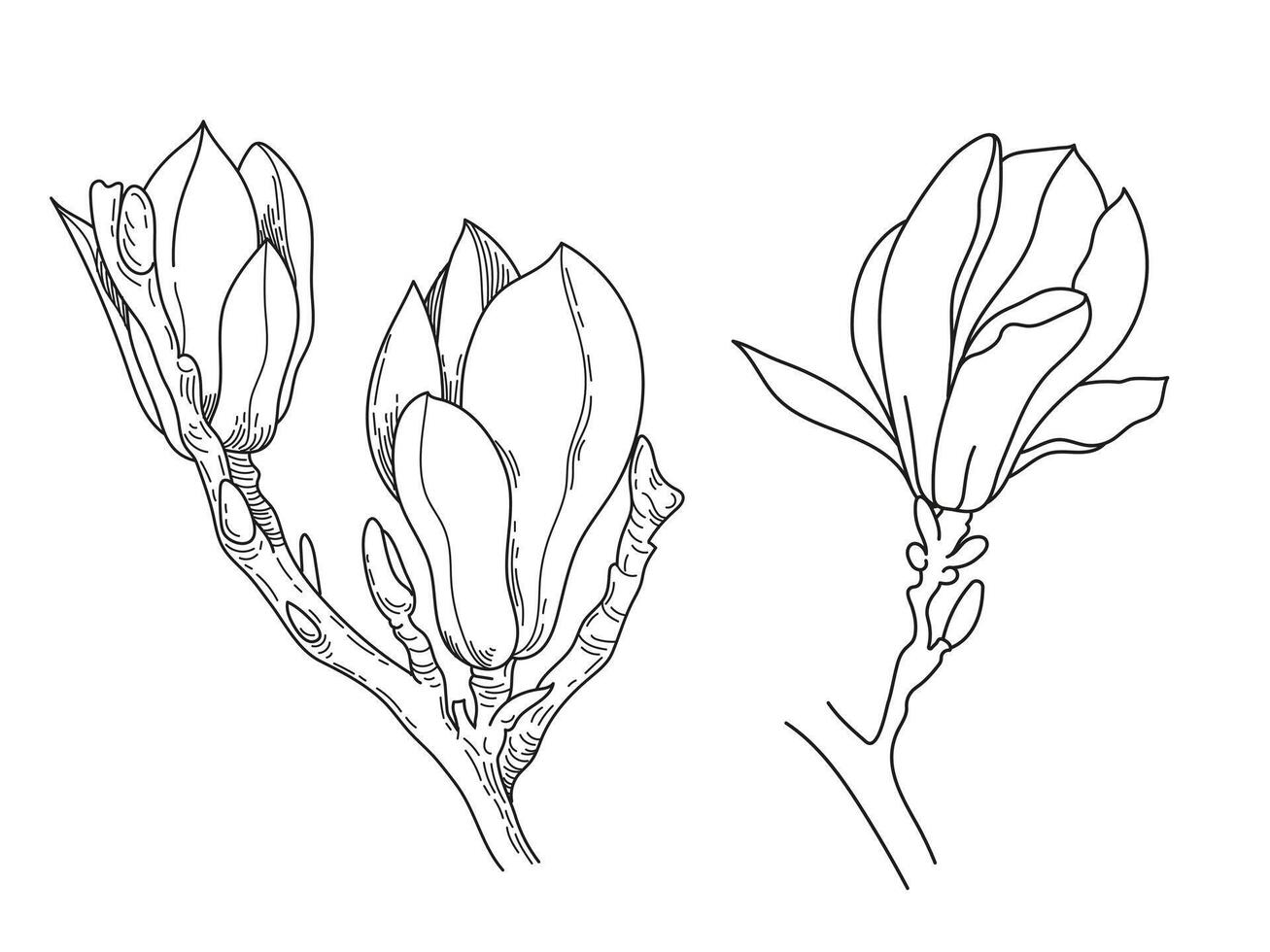 Magnolia flowers drawing. line art. Spring flowers. Outline botanic illustration vector