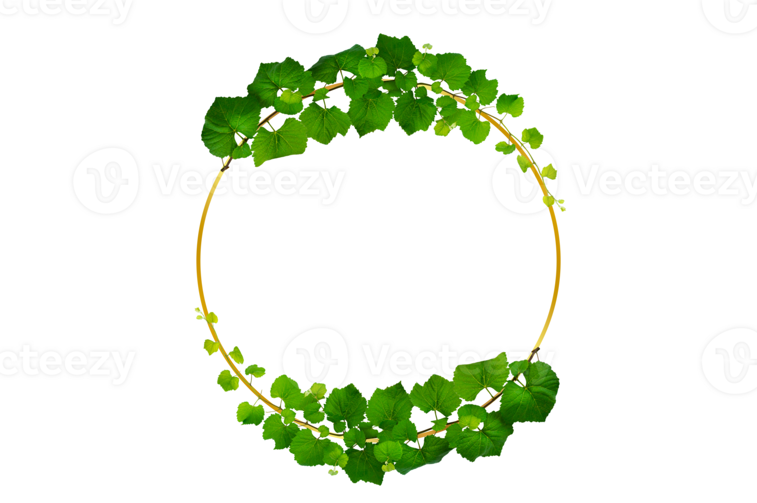 vine frame leaf vine Circle Frame circle Isolate on transparent background file png